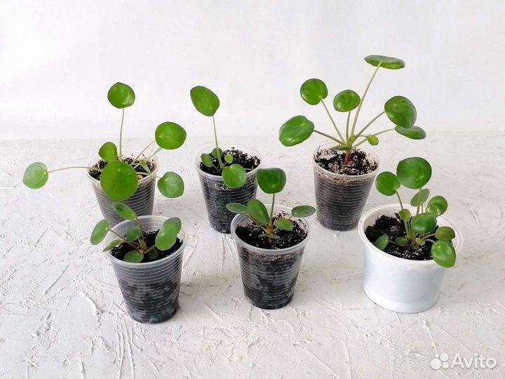 Пилея пеперомиевидная комнатное растение