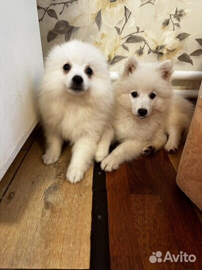 Щенки японского шпица от заводчика РКФ