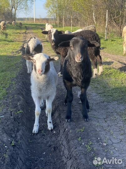 Овцы бараны