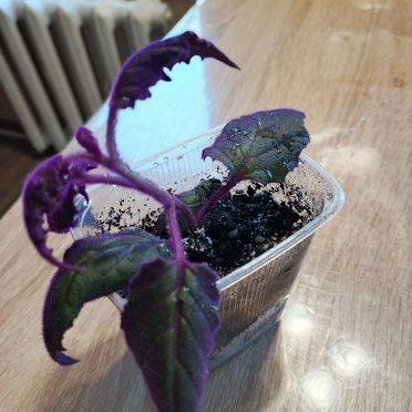 Комнатные цветы гинура