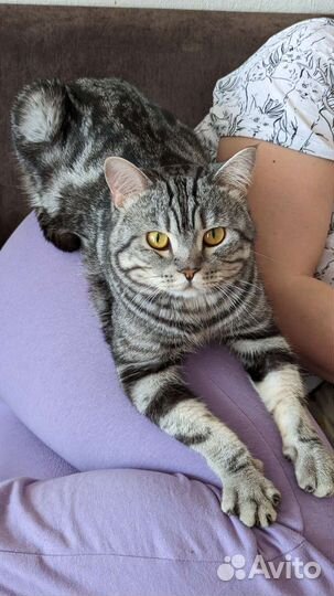 Шотландский кот вязка