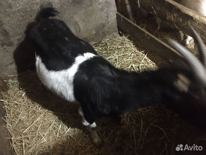 Коза дойная молочная