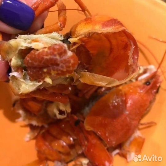 Живые раки с доставкой