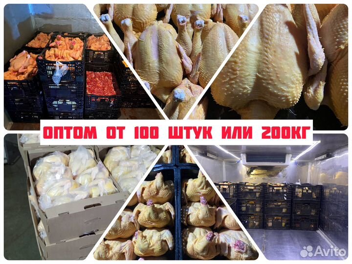 Фермерские куры / оптом / халяль
