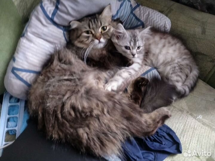 Кошка