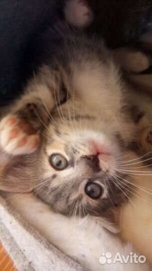 Кошка в дар