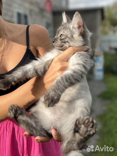 Отдам в добрые руки мальчик котенок