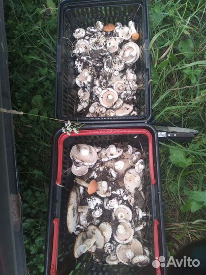 Лесные грибочки,грузди,лисички,белые,подосиновики