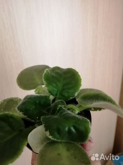 Фиалка стартер