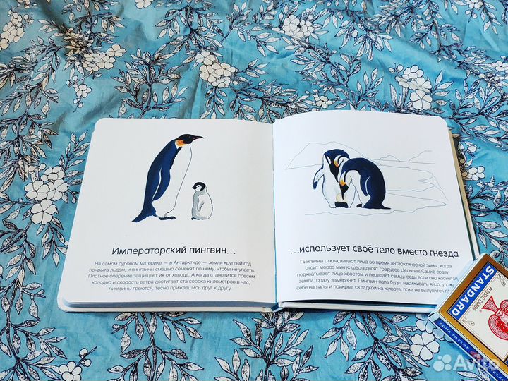 Где они живут