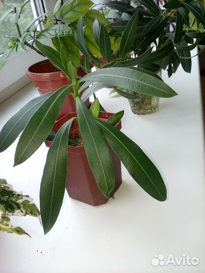 Олеандр, гибискус