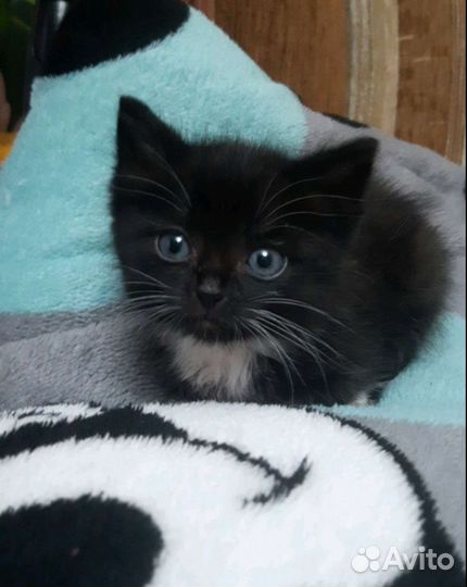 Черный котенок