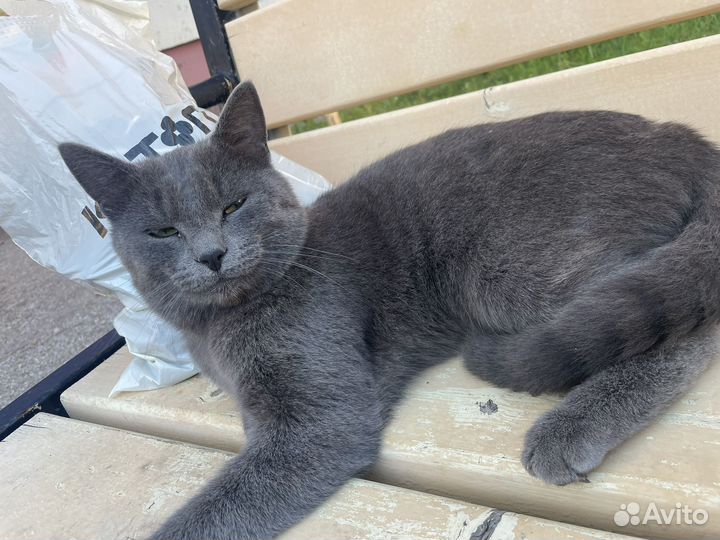 Отдам в добрые руки котик