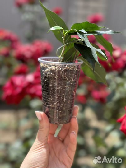 Фикус бенджамина