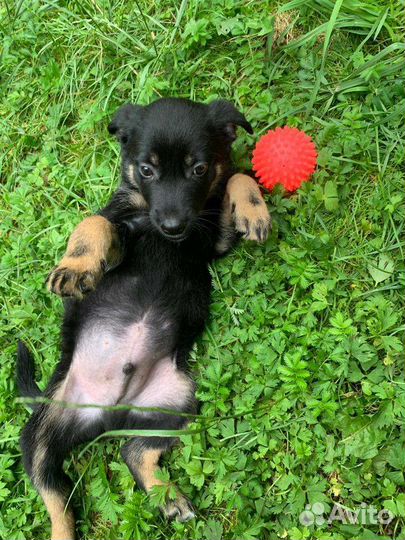 Малыш Чарли