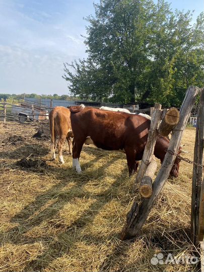 Стельные телки. Коровы