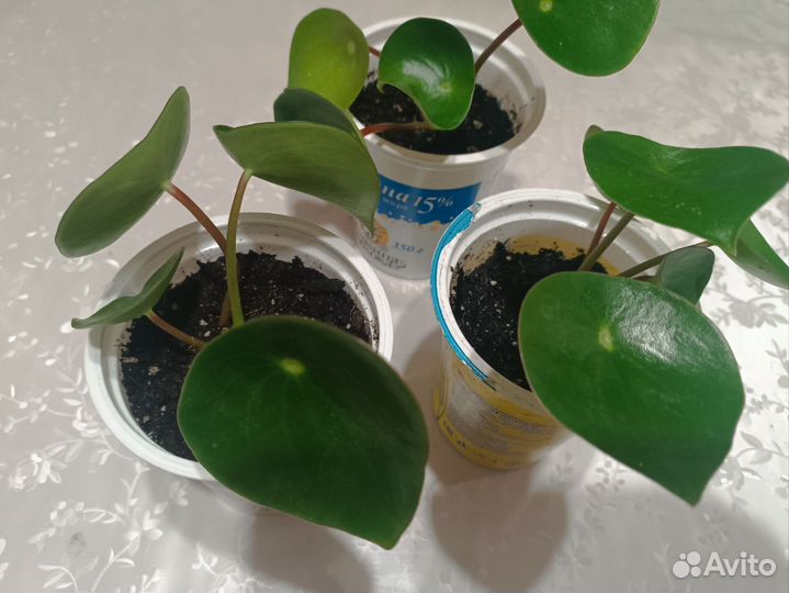 Пилея, Пеперомия