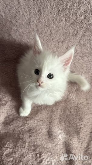 Котята мейн-кун