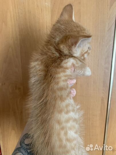 Котята отдам даром