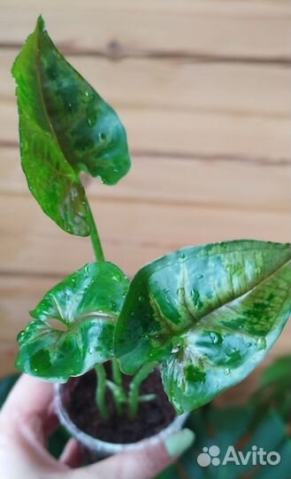 Растения для фитобокса