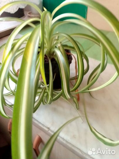 Комнатные цветы