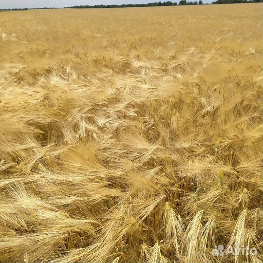 Элита, Ячмень озимый