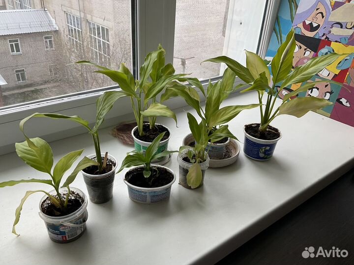 Спатифиллум Уоллиса (Spathiphyllum wallisii)