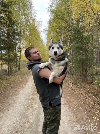 Вязка хаски