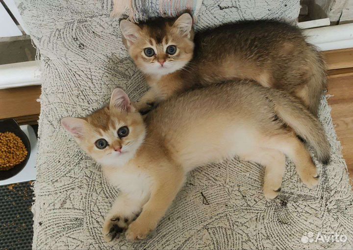 Котята золотая шиншилла
