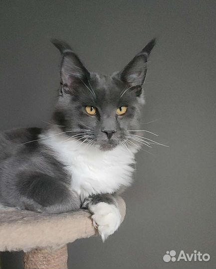 Котята мейн-кун