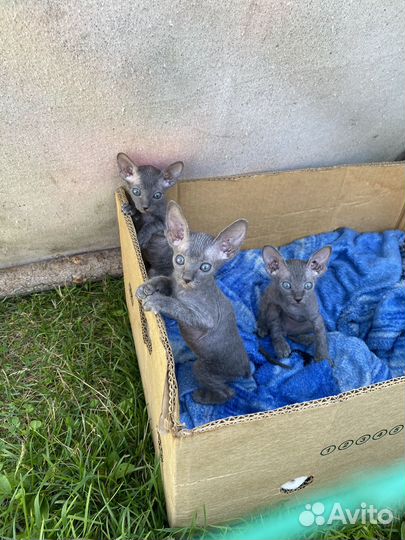 Донской сфинкс. Котята