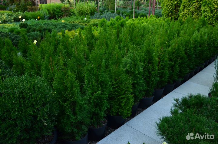 Туя западная смарагд высокая приживаемость