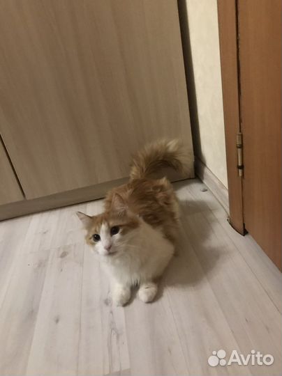 Персидская