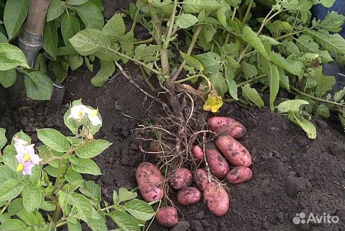 Семенной картофель Манифест