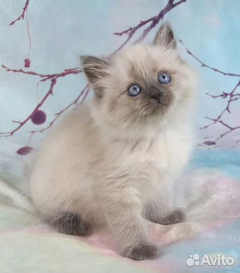 Сибирские Невские маскарадные котятки
