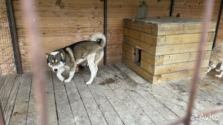 Собака породы лайка