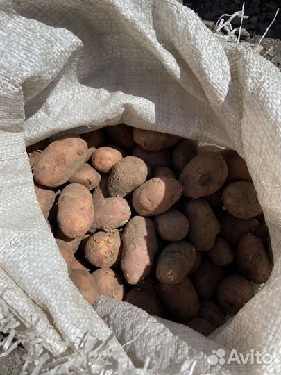 Семенной картофель