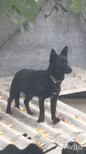 Умная собачка