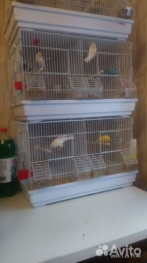 Канарейки, Кенари