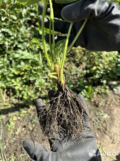 Рассада/ воздушные корни клубники Мурано