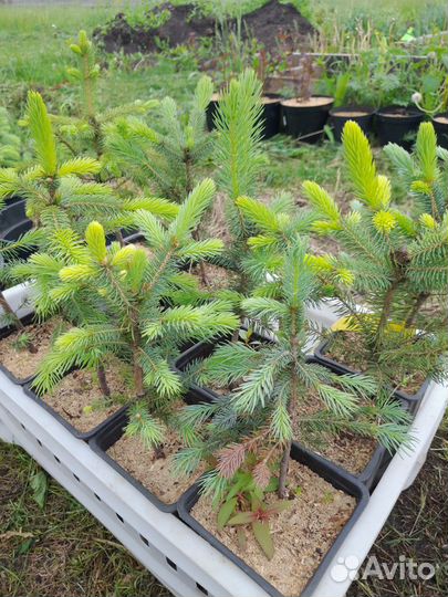 Саженцы деревьев