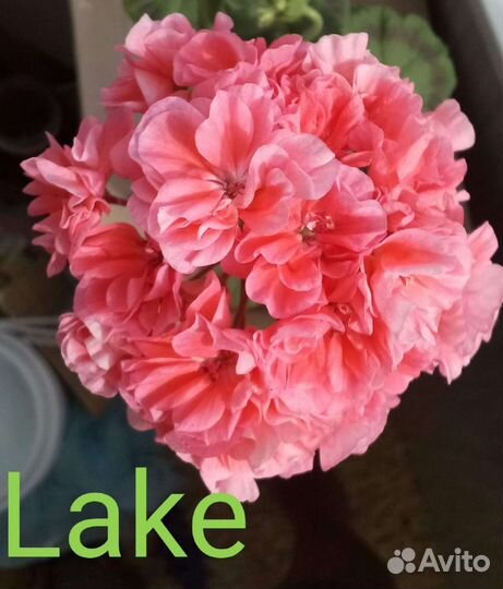 Пеларгония Lake