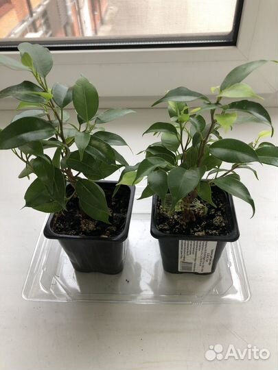 Фикус бенджамина цветок