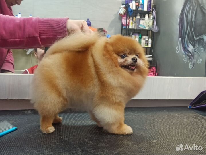 Грумер. Триминг, стрижка, экспресс линька