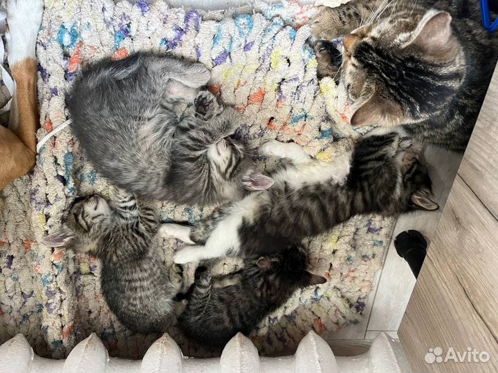 Отдам котят в добрые руки