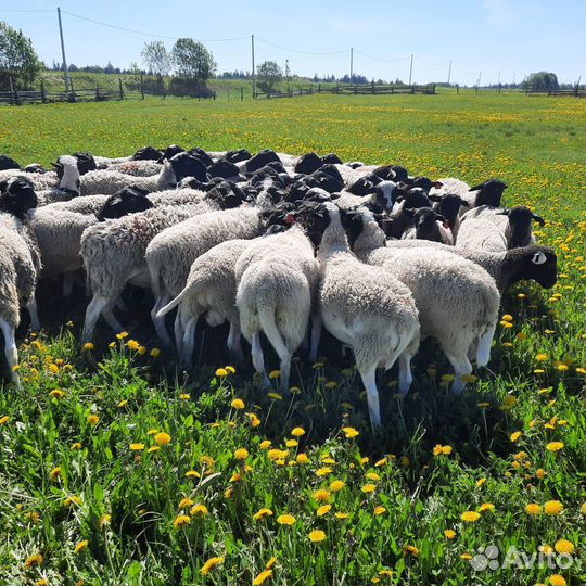 Баранчики дорпер