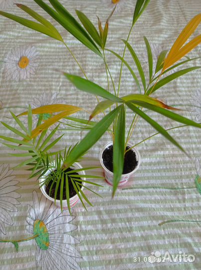 Пальмы хамедорея и арека