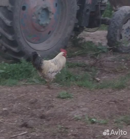 Петух