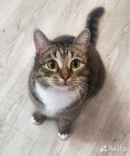 Котик Тихон