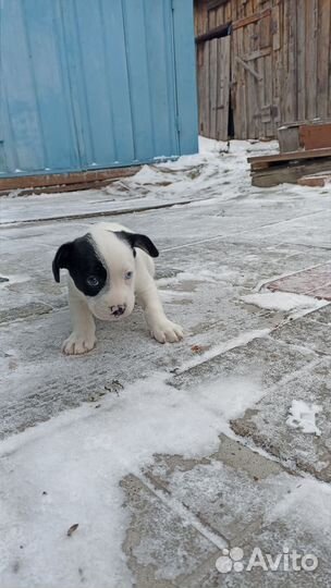 Собака в добрые руки отдам бесплатно